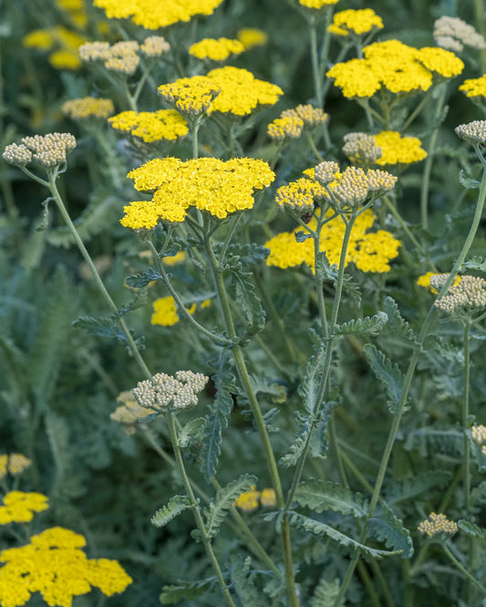 Achillea 'Moonshine' showing upright stems with bright yellow flower heads and silver-grey feathery foliage, with buds at various stages of opening