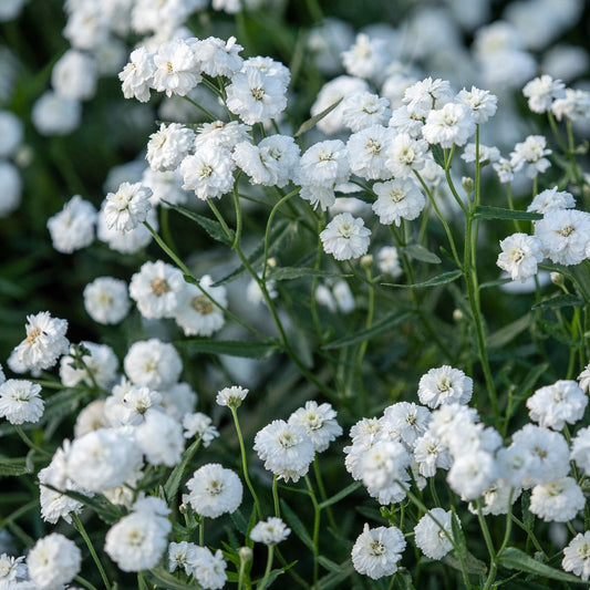 Close-up of white flowers with green leaves in the background