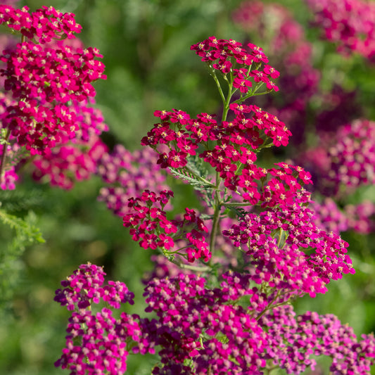 Achillea 'Ruby Wine'