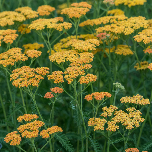 Achillea 'Terracotta'