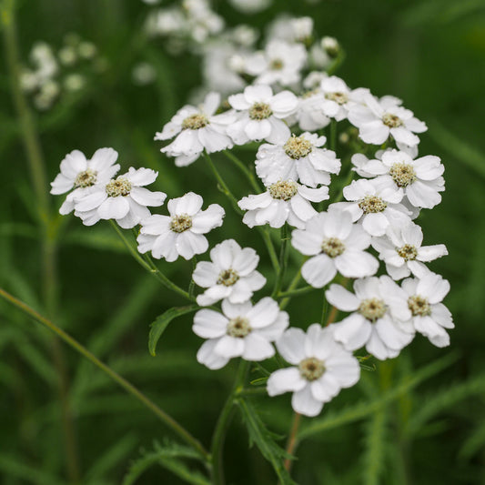 Achillea 'W.B. Childs'