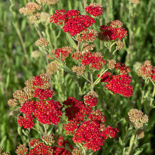 Achillea 'Walther Funcke'