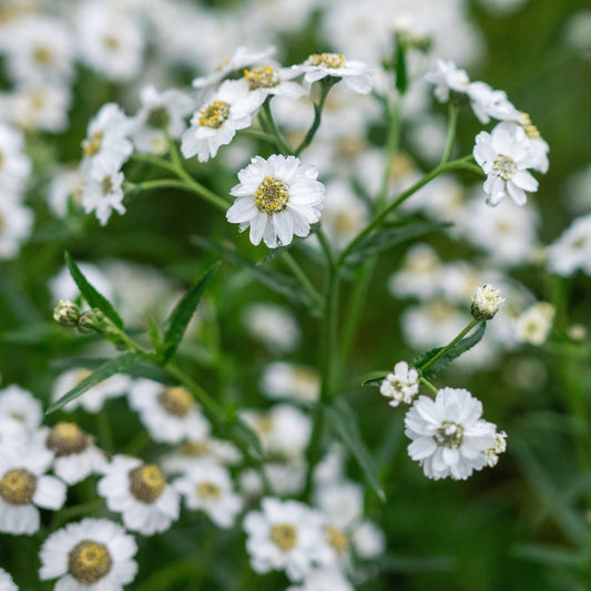 Achillea ptarmica 'The Pearl' (The Pearl Group)