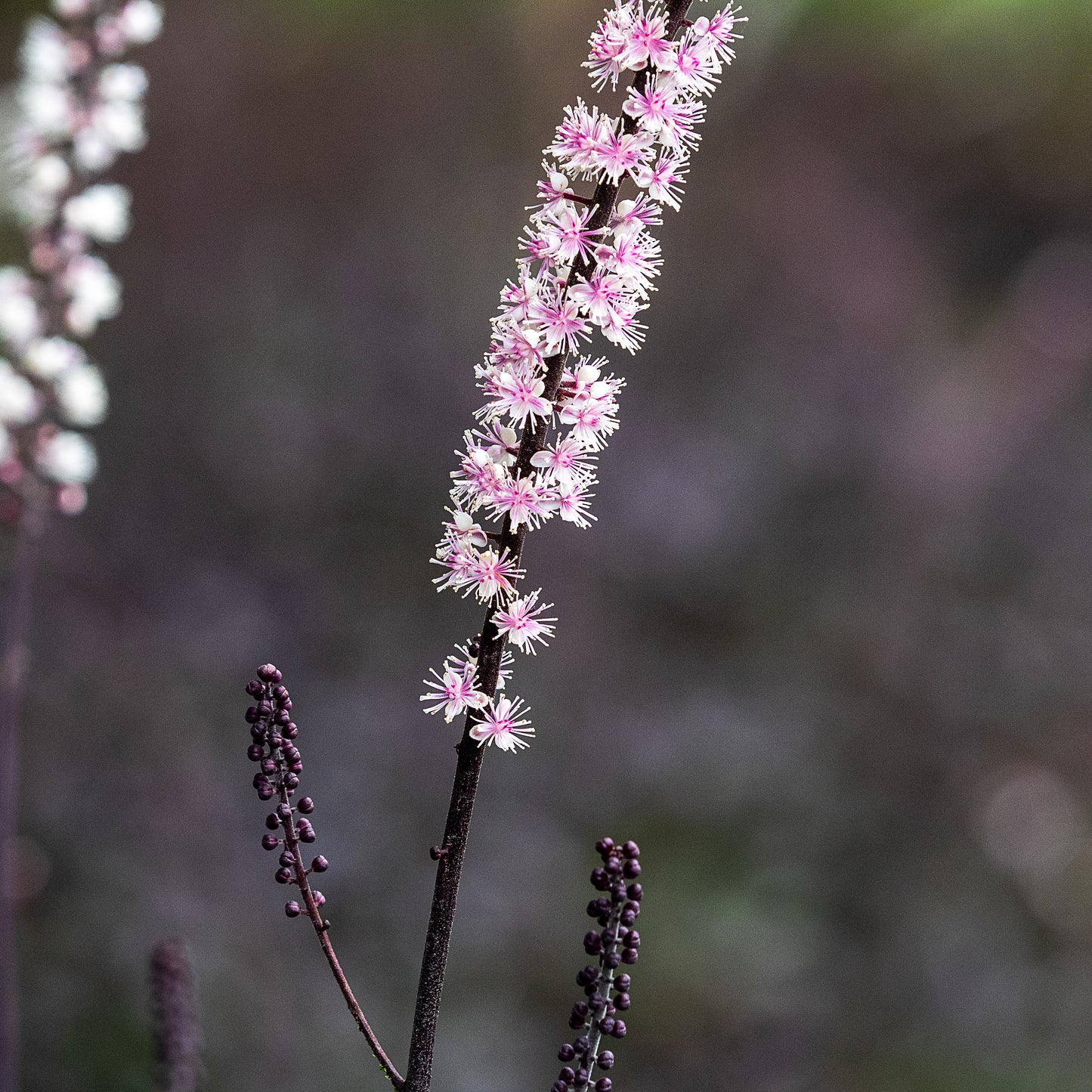 Actaea simplex 'Pink Spike'