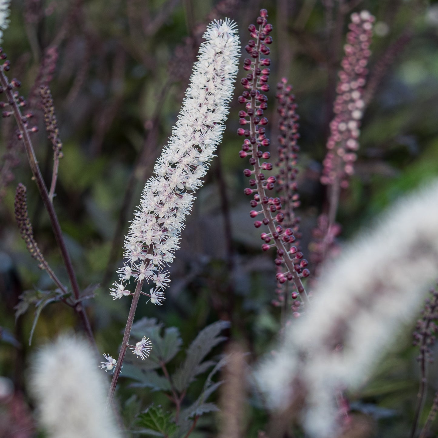 Actaea simplex (Atropurpurea Group) 'Brunette'' - Hardy's Cottage Garden Plants