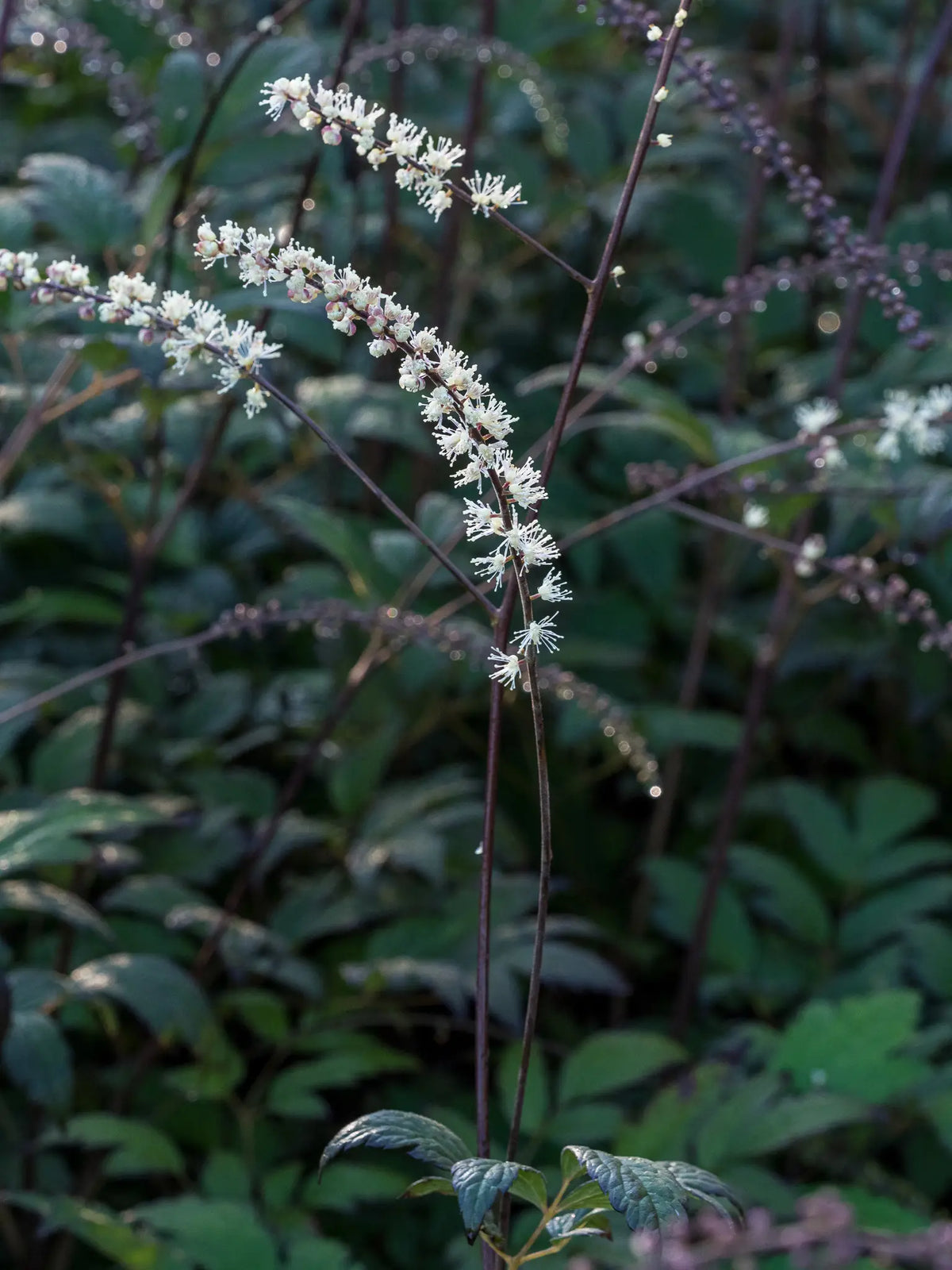 Actaea 'Queen of Sheba' PBR - Hardy's Cottage Garden Plants