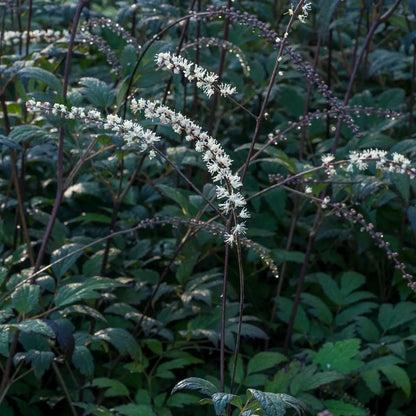 Actaea 'Queen of Sheba' PBR - Hardy's Cottage Garden Plants
