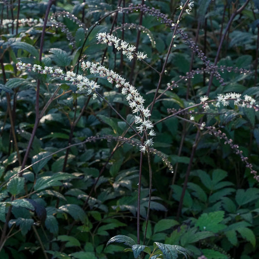 Actaea 'Queen of Sheba' PBR
