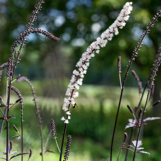 Actaea simplex (Atropurpurea Group) 'Brunette''