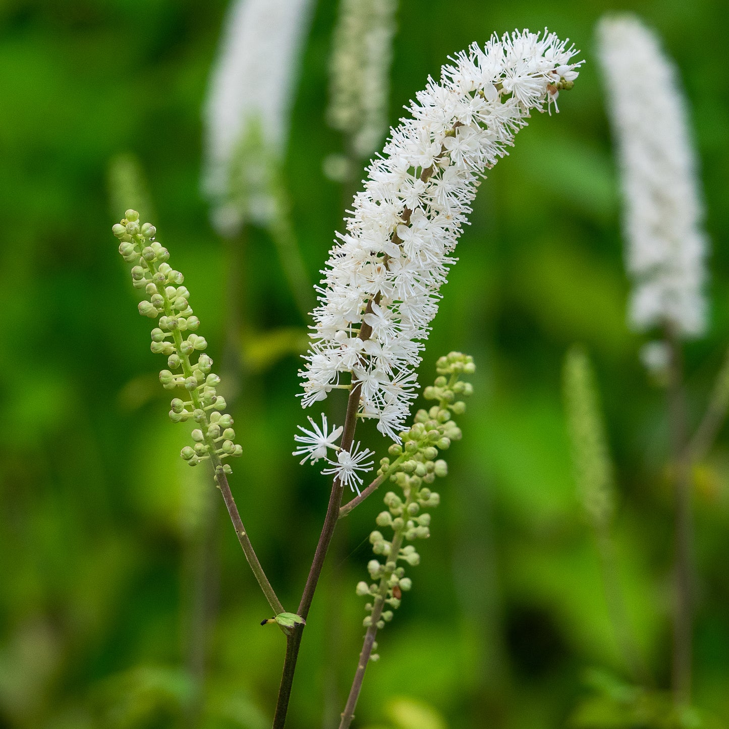 Actaea racemosa