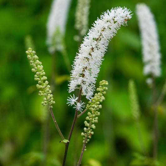 Actaea racemosa