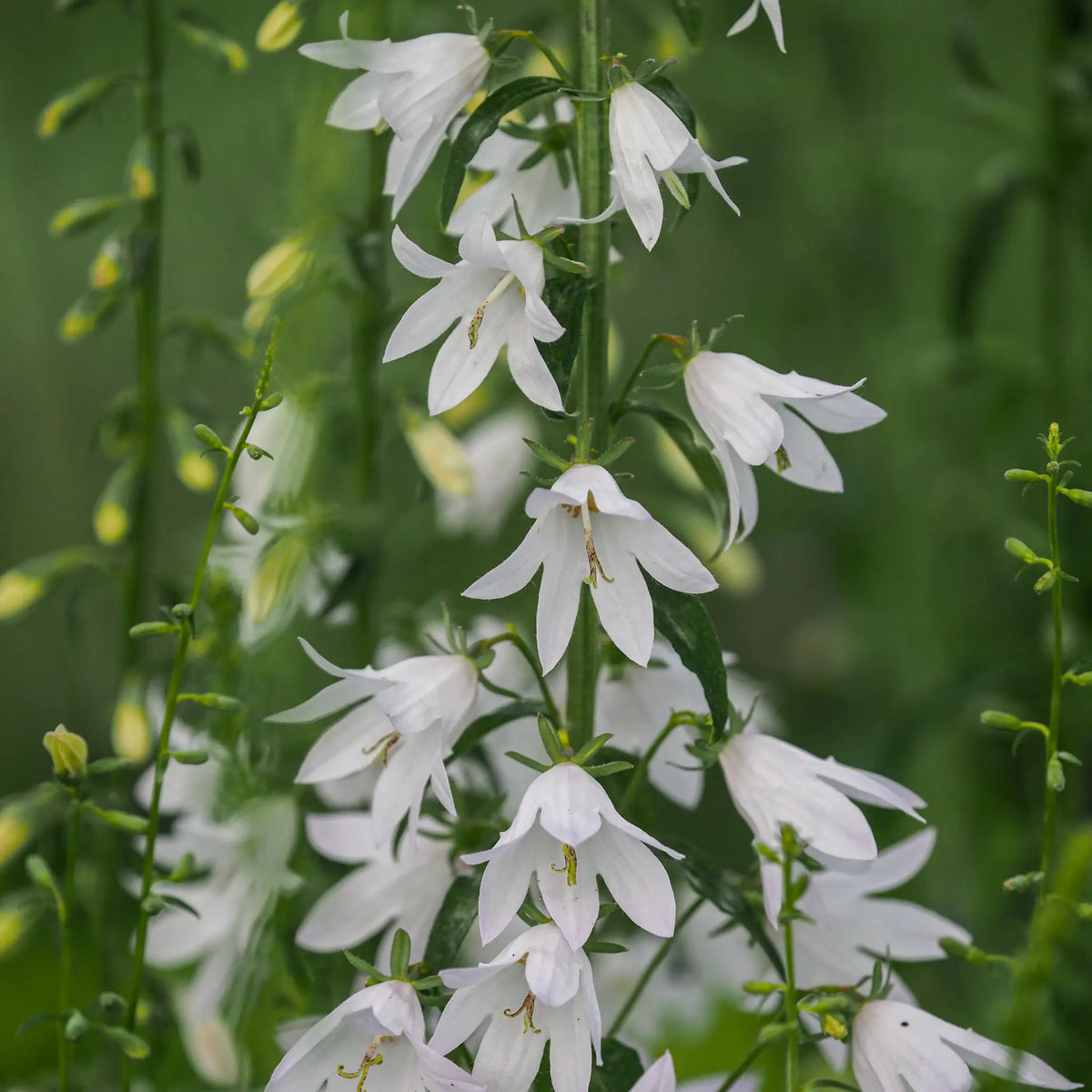 Adenophora pereskiifolia 'White Blaze' - Hardy's Cottage Garden Plants