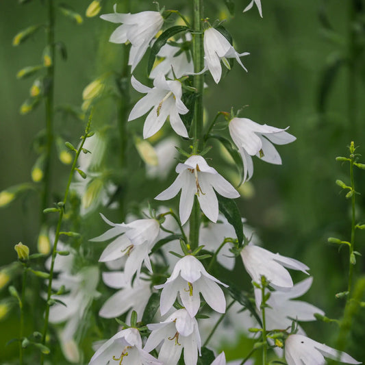 Adenophora pereskiifolia 'White Blaze' - Hardy's Cottage Garden Plants