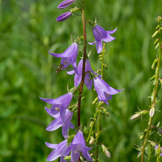 Adenophora pereskiifolia