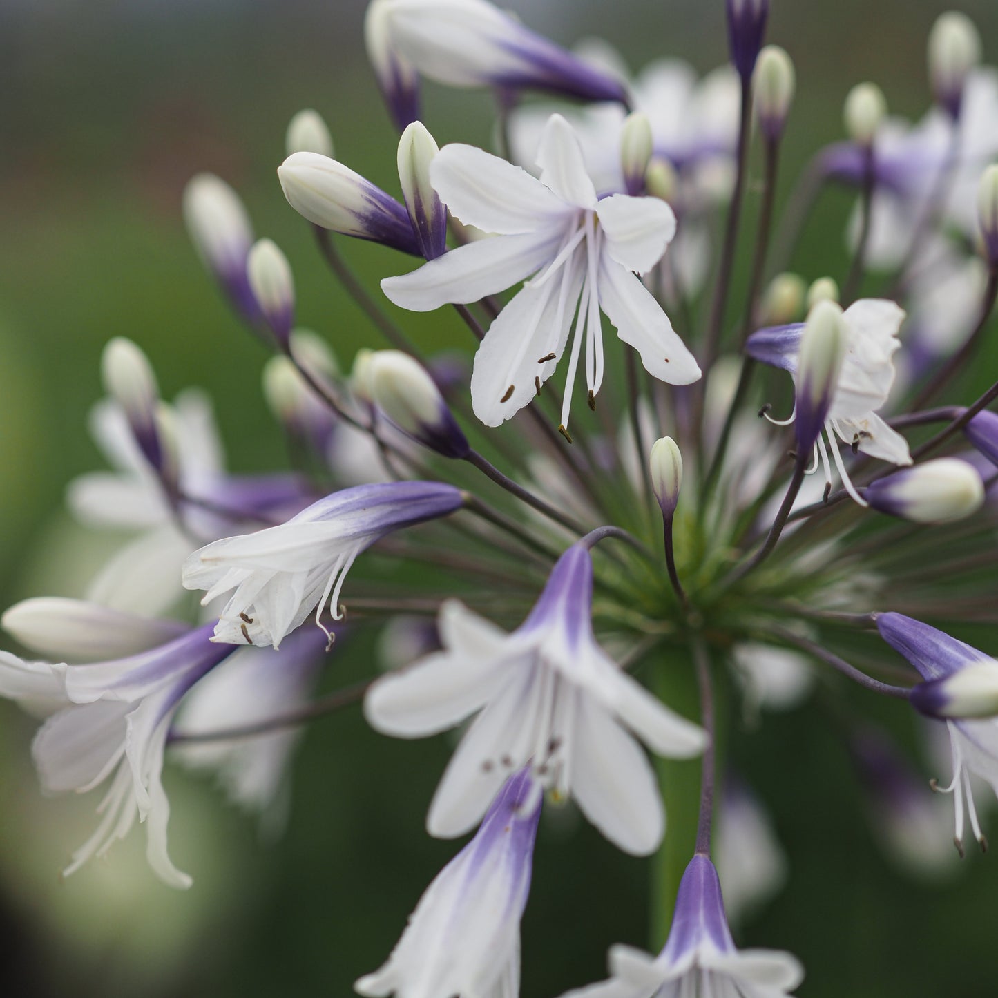 Agapanthus 'Fireworks' ('Mdb001') - Hardy's Cottage Garden Plants