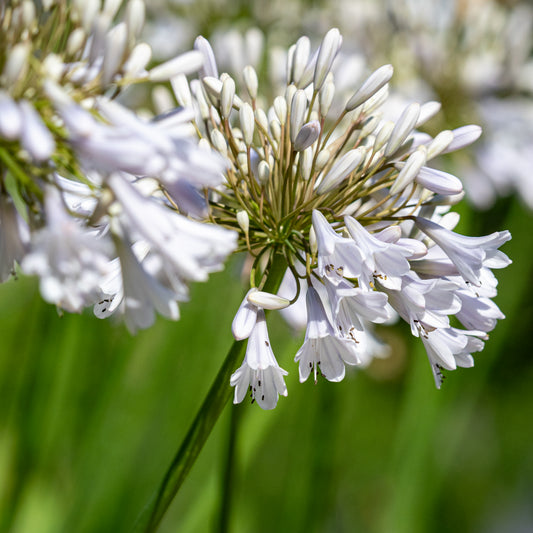 Agapanthus 'Windsor Grey'
