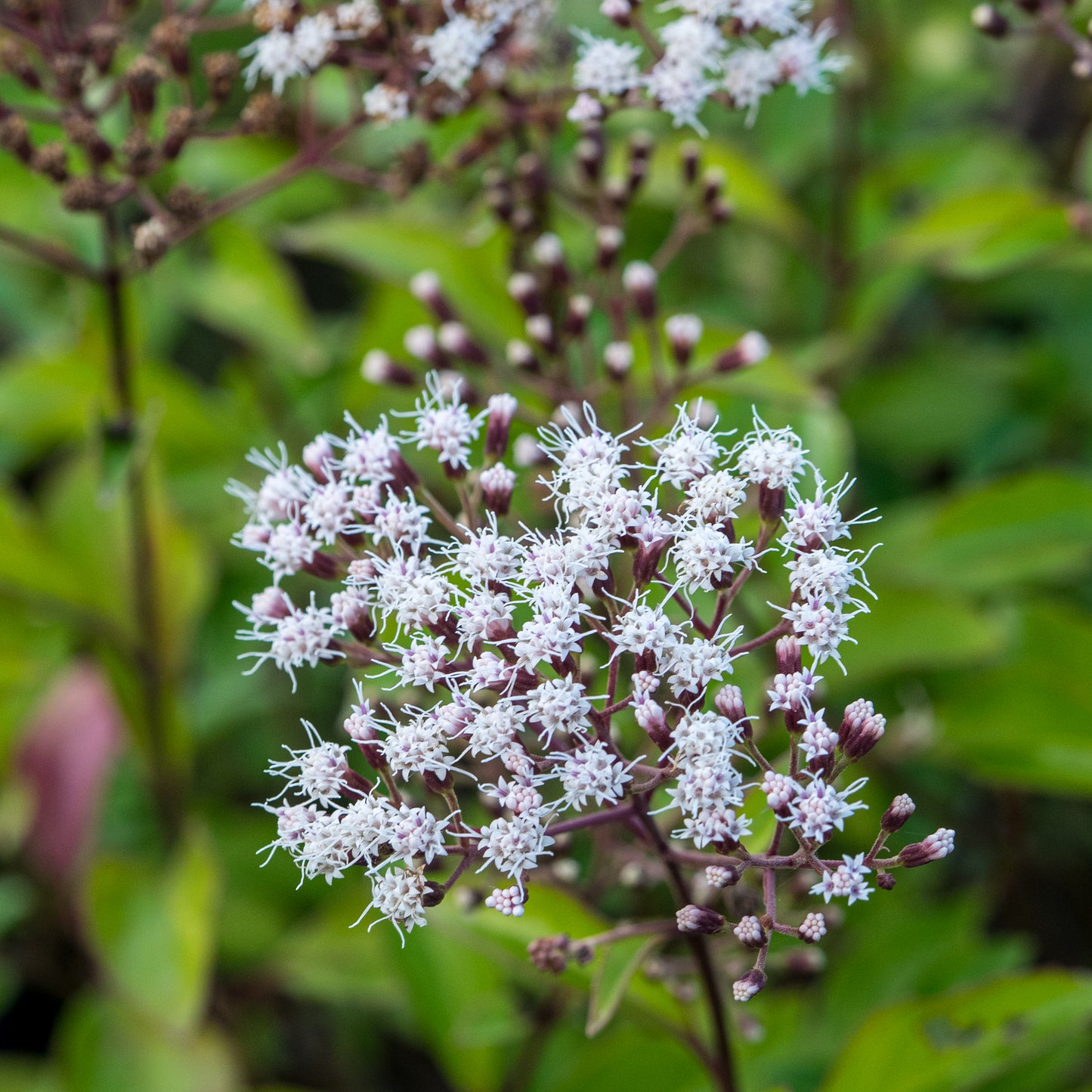 Ageratina 'ligustrina'