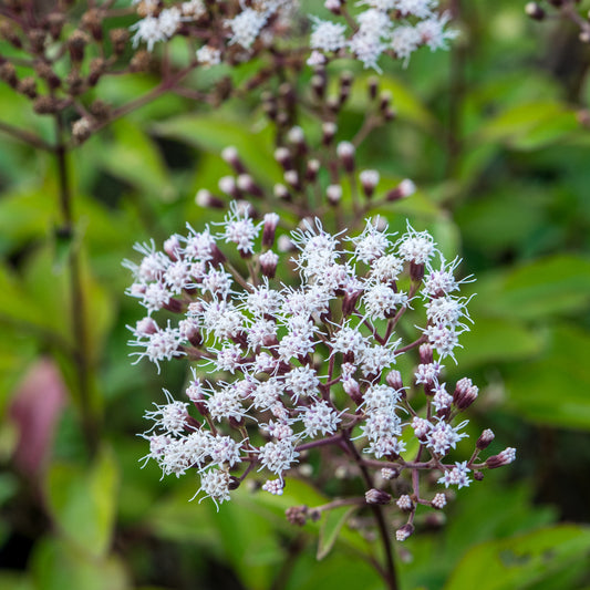 Ageratina 'ligustrina'
