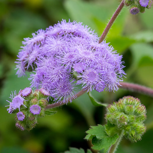 Ageratum petiolatum