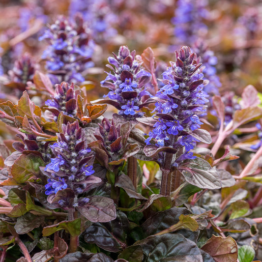 Ajuga reptans 'Braunherz'