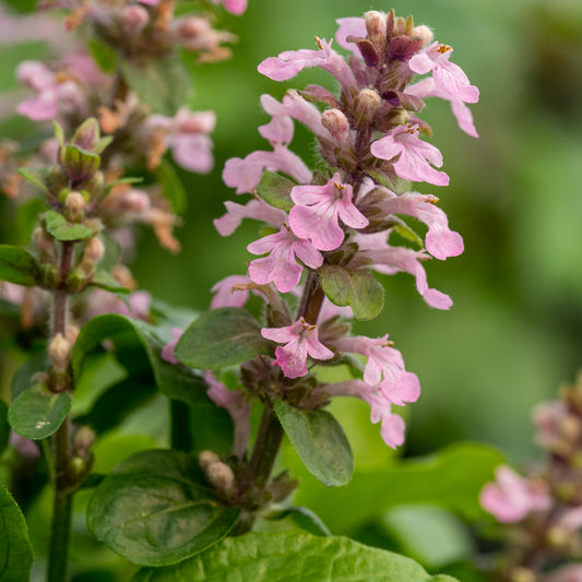 Ajuga reptans 'Purple Torch'