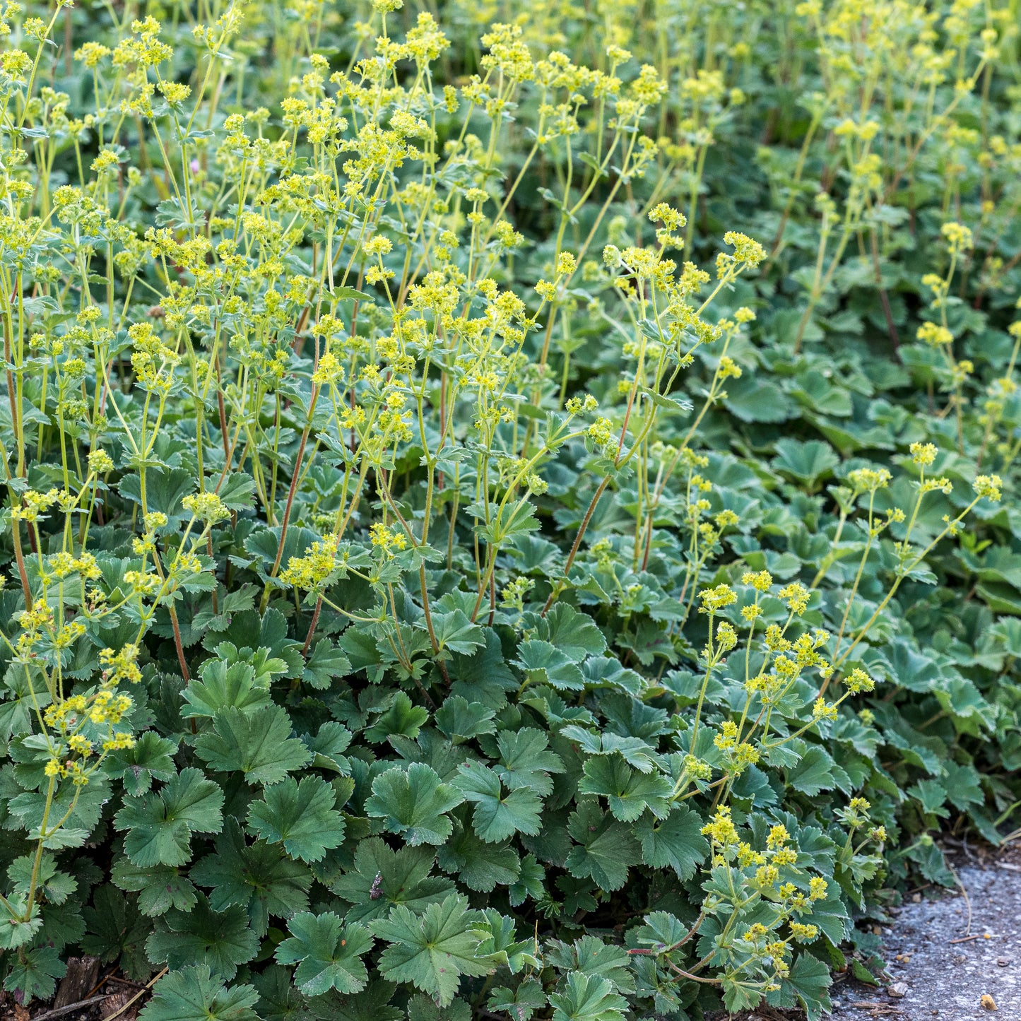 Alchemilla erythropoda - Hardy's Cottage Garden Plants
