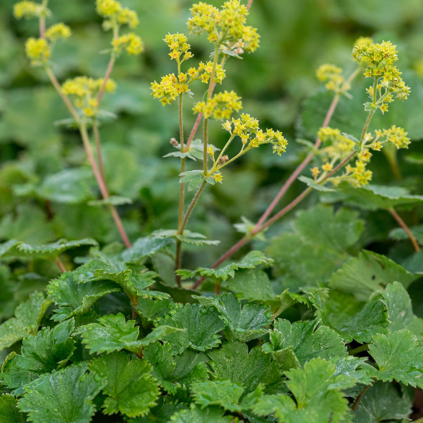 Alchemilla erythropoda - Hardy's Cottage Garden Plants