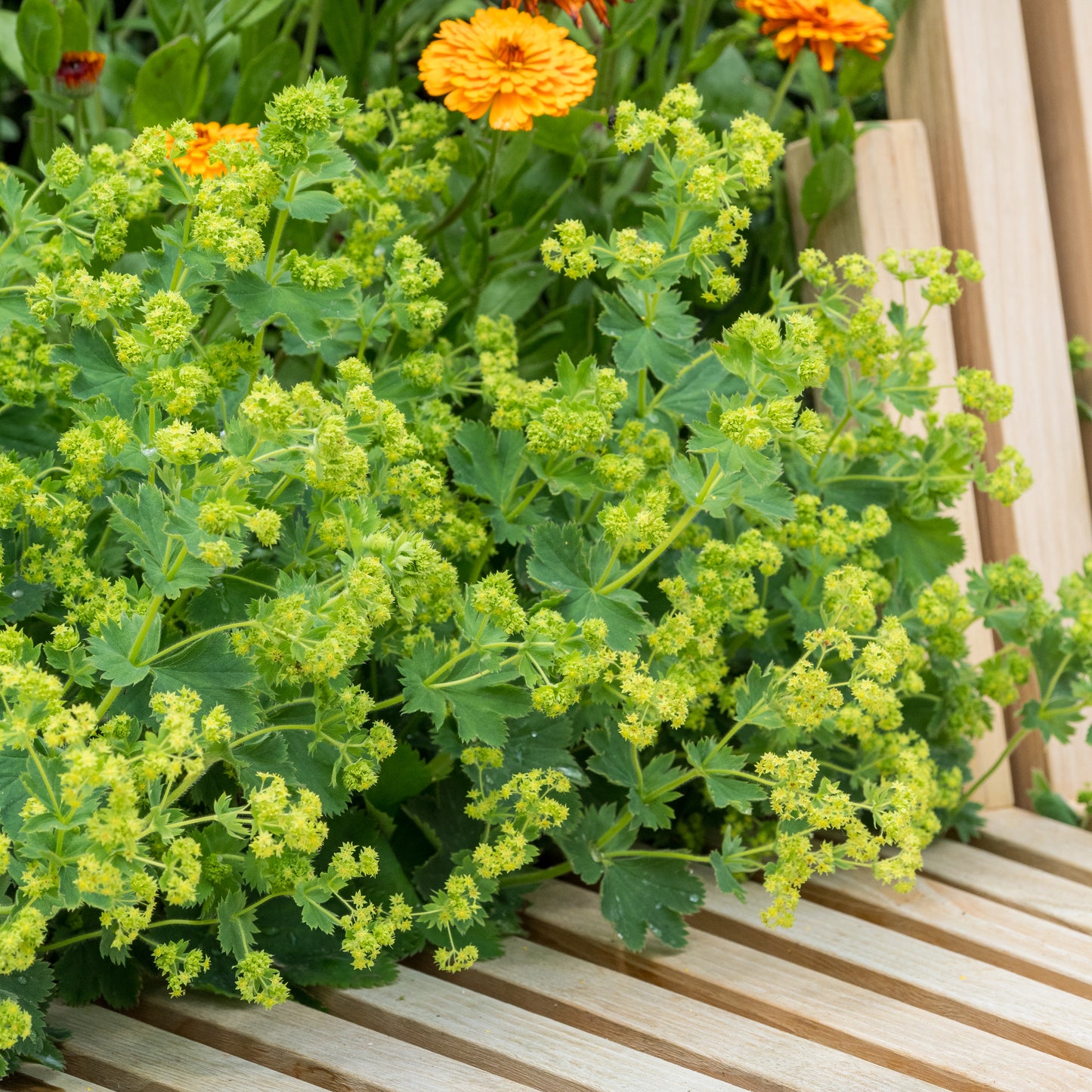 Alchemilla sericata 'Gold Strike'