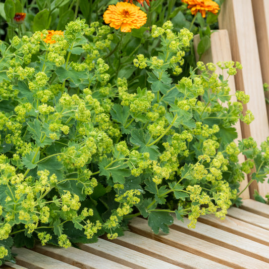 Alchemilla sericata 'Gold Strike'