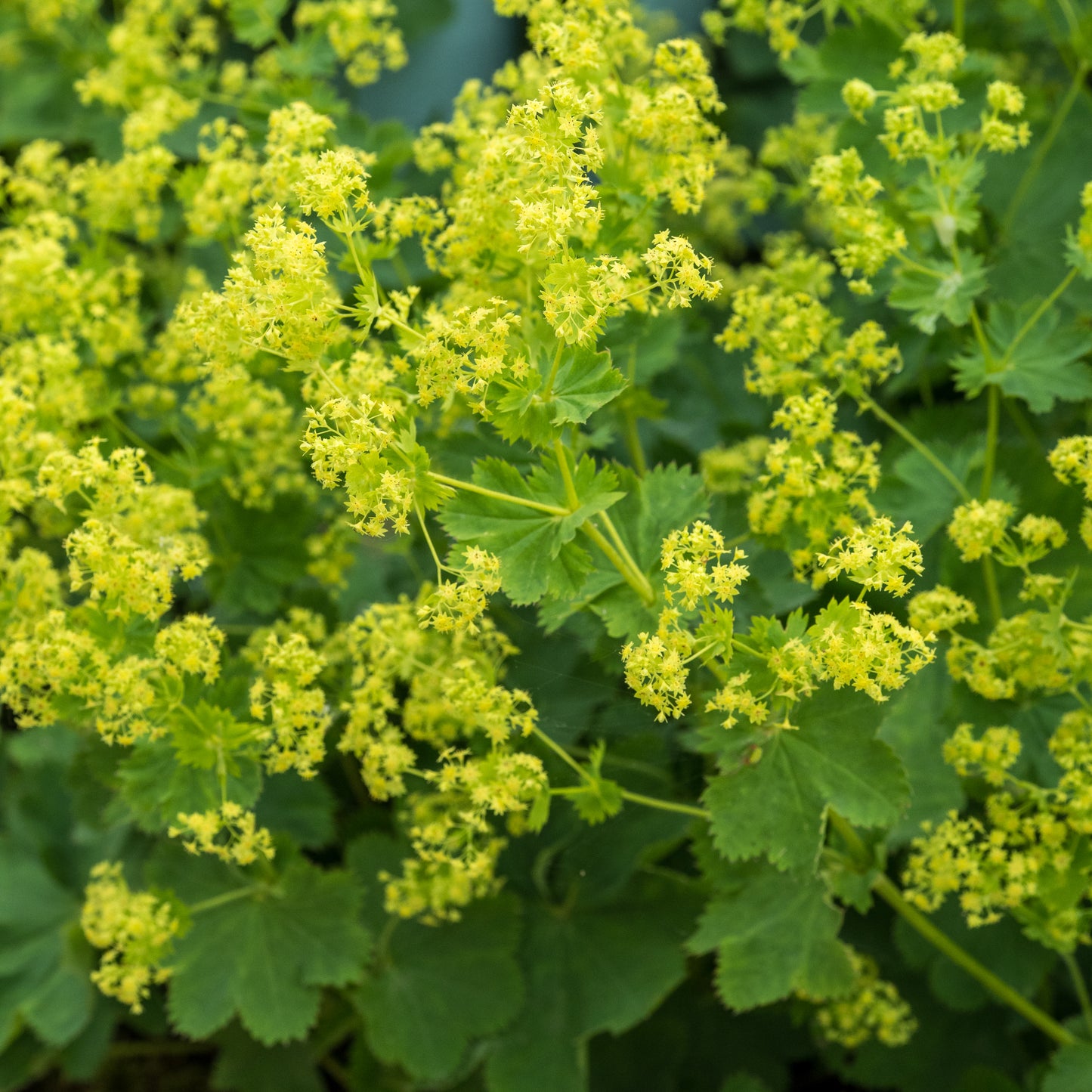 Alchemilla venosa