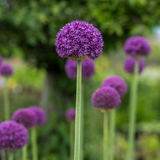Allium 'Ambassador'