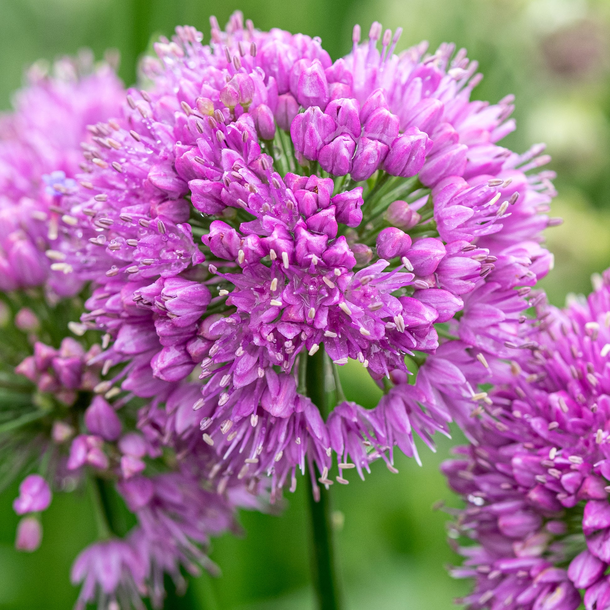 Allium 'Millennium' - Hardy's Cottage Garden Plants