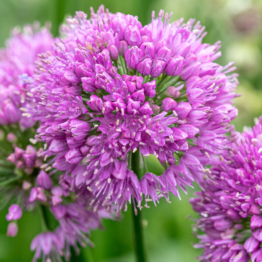 Allium 'Millennium'