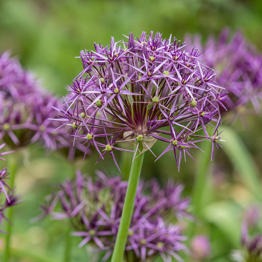 Allium cristophii