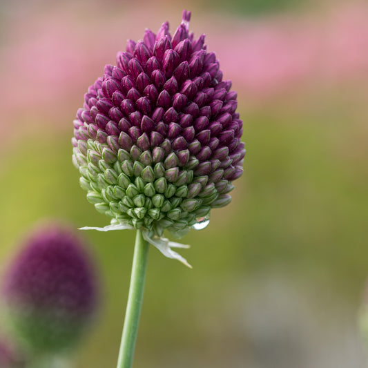 Allium sphaerocephalon