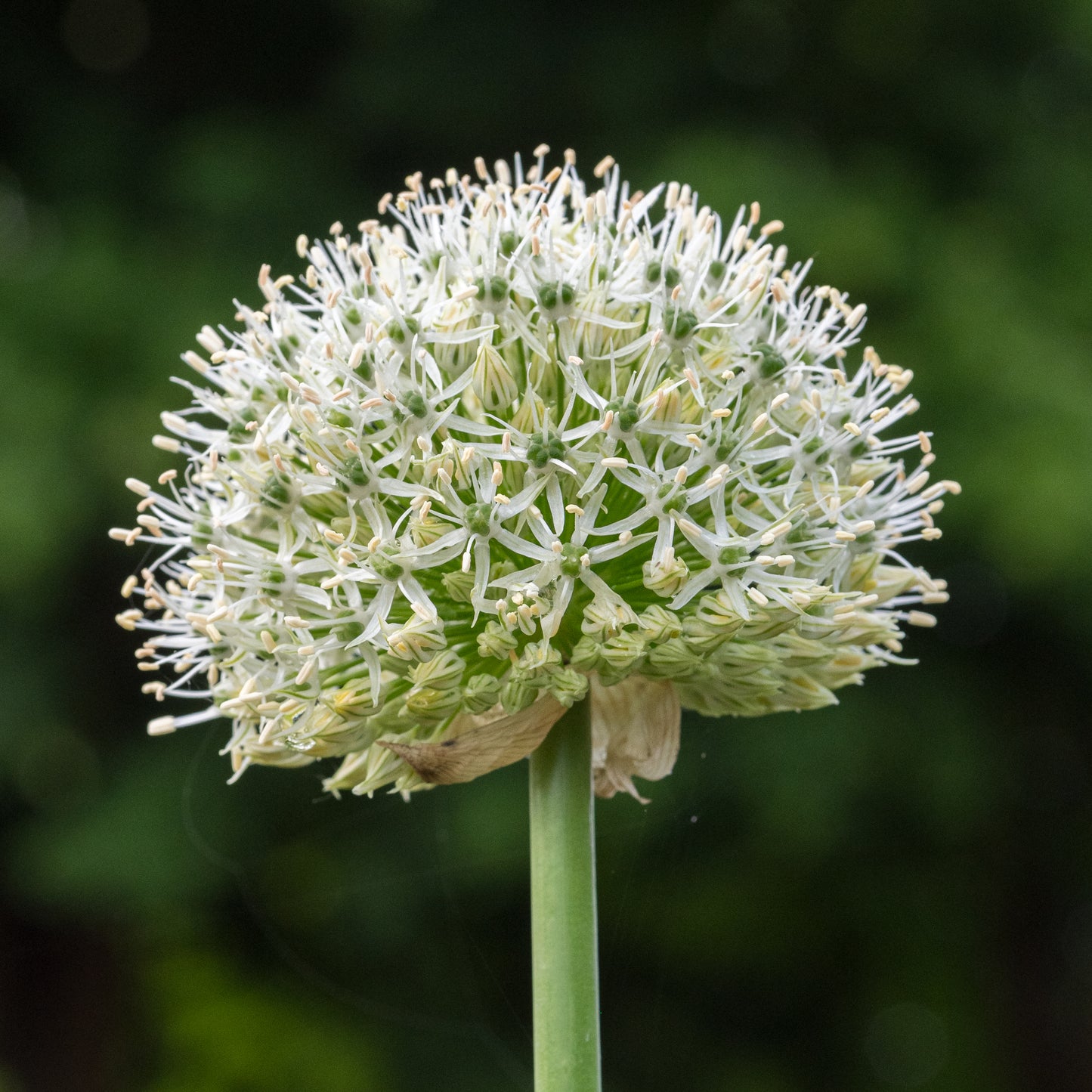 Allium stipitatum 'Mount Everest'