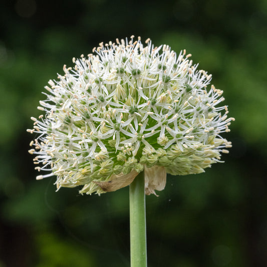 Allium stipitatum 'Mount Everest'