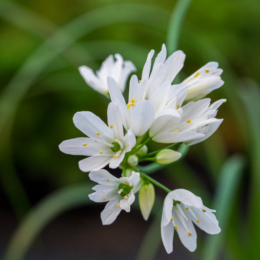Allium zebdanense
