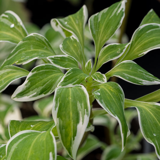 Alstroemeria psittacina 'Royal Star'