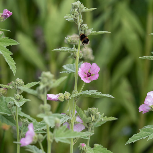 Althaea armeniaca