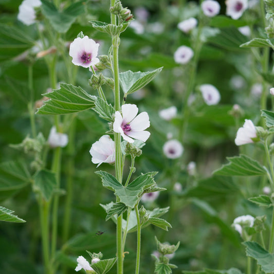 Althaea officinalis