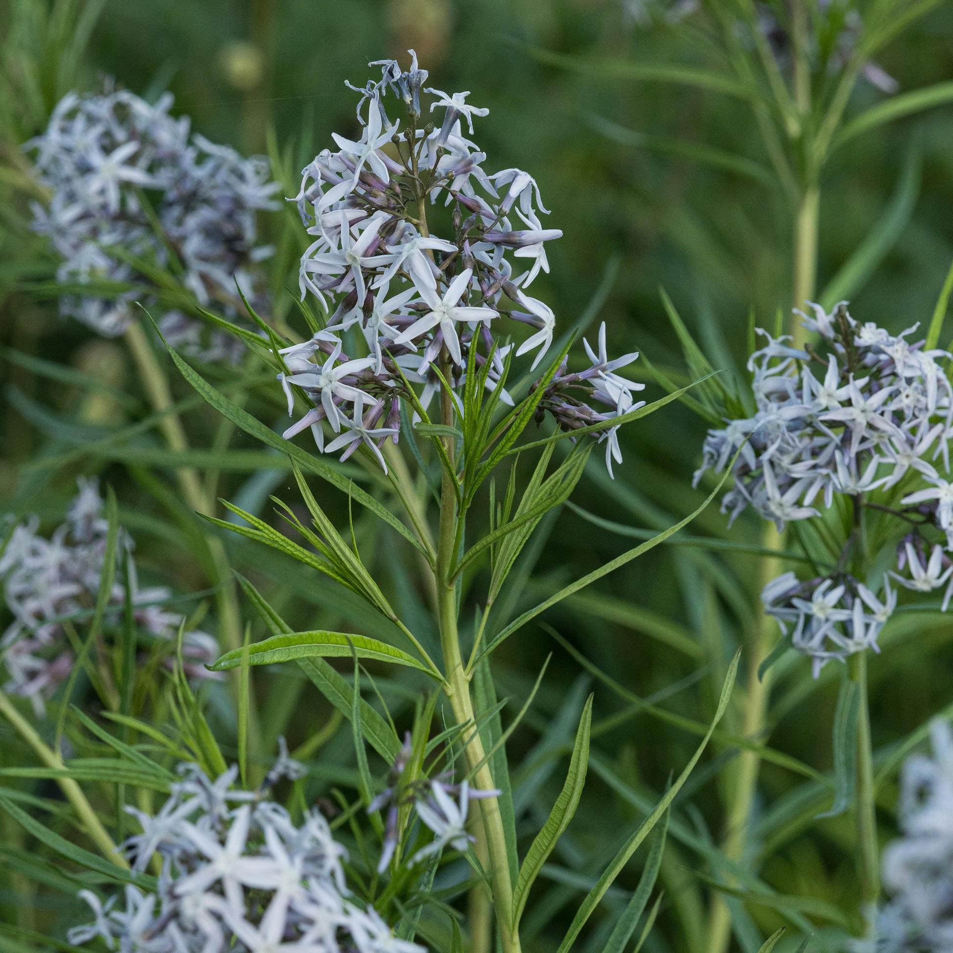 Amsonia 'Ernst Pagels' - Hardy's Cottage Garden Plants