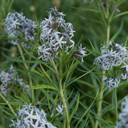 Amsonia 'Ernst Pagels'