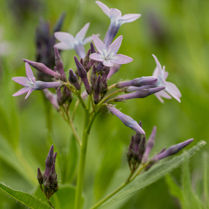 Amsonia orientalis - Hardy's Cottage Garden Plants