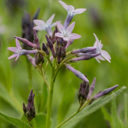 Amsonia orientalis