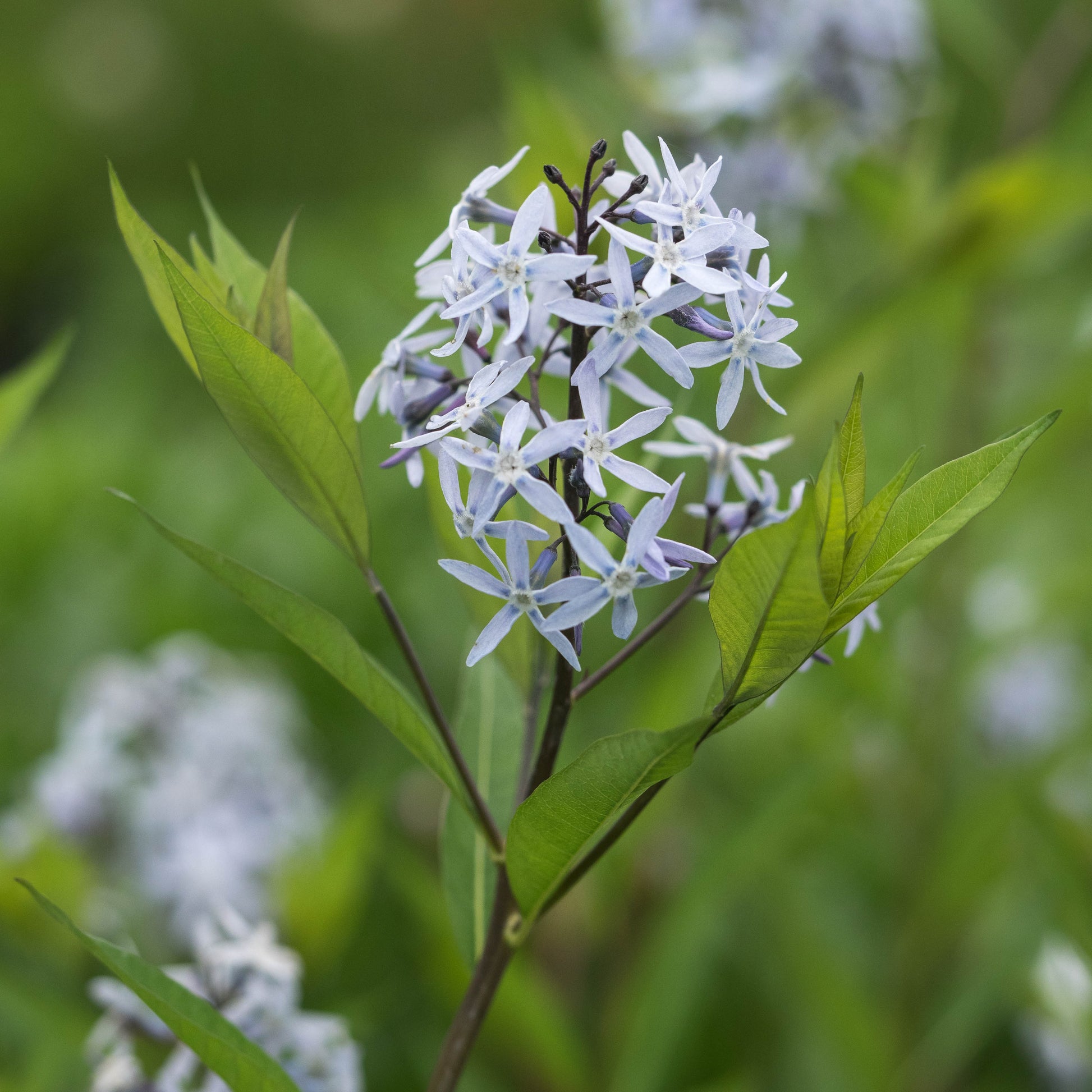 Amsonia ciliata - Hardy's Cottage Garden Plants