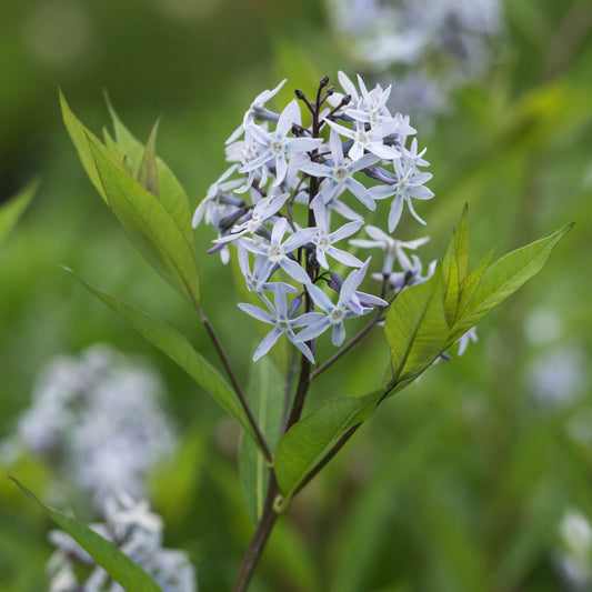 Amsonia ciliata