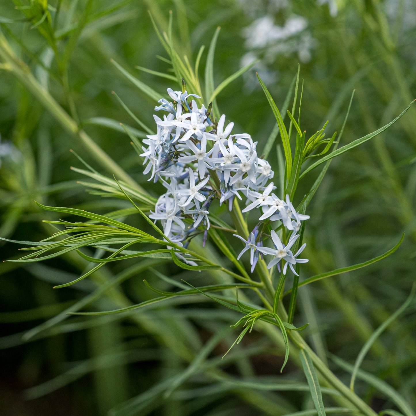 Amsonia hubrichtii - Hardy's Cottage Garden Plants