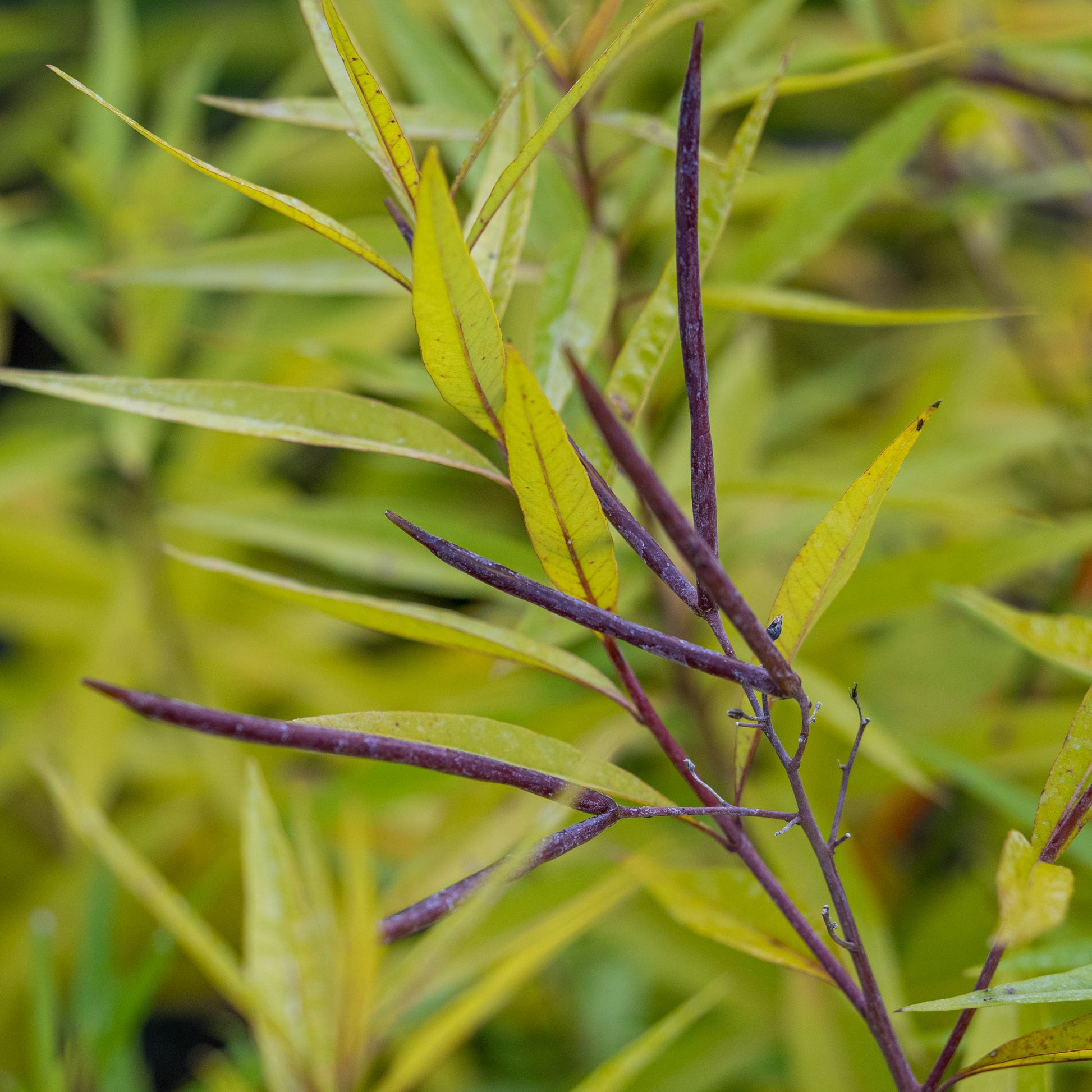Amsonia illustris - Hardy's Cottage Garden Plants
