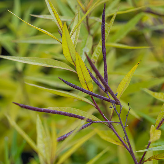 Amsonia illustris